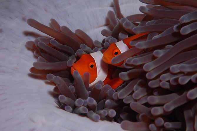 Discover Scuba Diving - Timing and group pace: why 9:00 am works