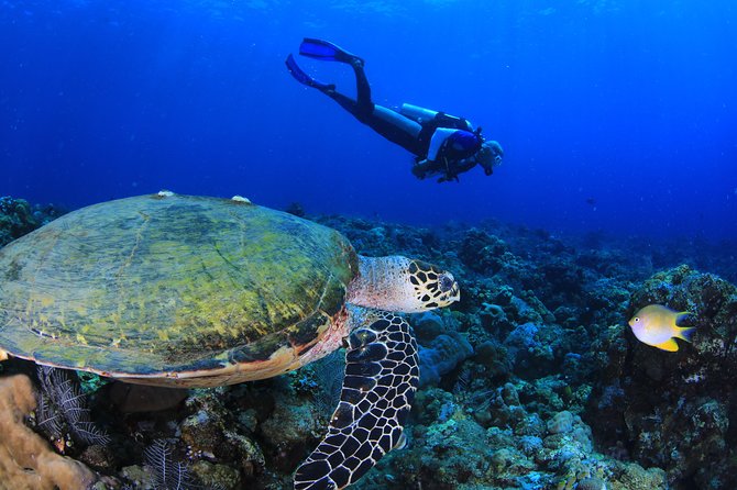 Discover Scuba diving - Instructor Style That First-Timers Actually Need
