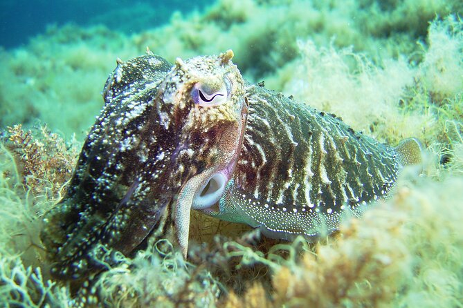 Discover Scuba Diving Adventure in Mykonos - What This PADI Discover Scuba Try-Out Is (and What It Isn’t)