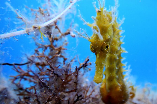 Discover Scuba Diving Adventure in Mykonos - What You’ll Actually See: A Rocky Reef, Clear Water, and Small Moments