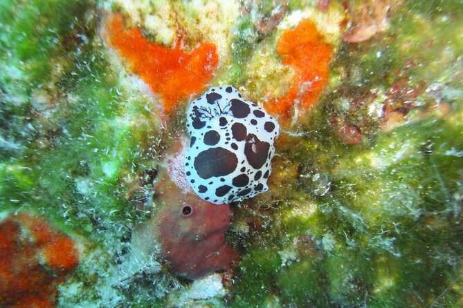 Discover Scuba Diving Adventure in Mykonos - Optional Boat Underwater Session: When to Say Yes