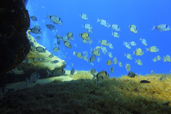 Discover Scuba Diving Adventure in Mykonos - Timing, Weather, and the 48-Hour Flight Rule