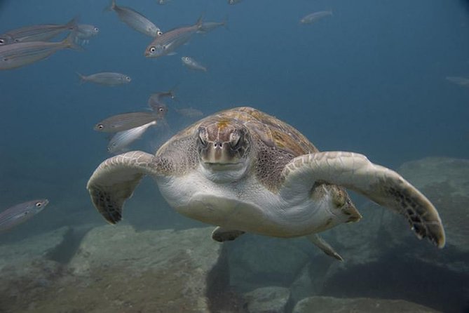 Discover Scuba Diving Adventure in Tenerife - Aquarius base in El Fraile: where the session really starts