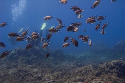 Discover Scuba Diving Adventure in Tenerife - Shallow-water skills: learning to breathe and stay in control