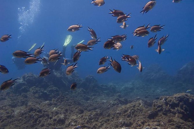 Discover Scuba Diving Adventure in Tenerife - Shallow-water skills: learning to breathe and stay in control