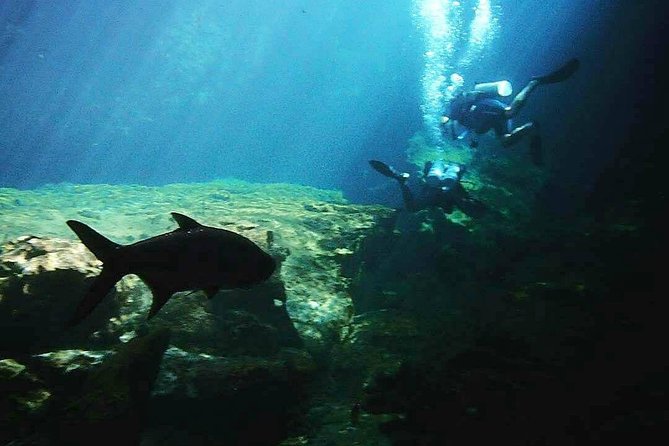 Discover Scuba Diving at Casa Cenote - Training on Gear, Buoyancy Basics, and Safety Skills