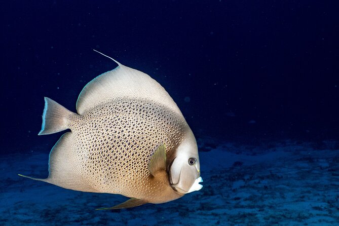 Discover Scuba Diving at Cozumel Marine Park - Cozumel Marine Park Under Your Feet: What You Can See in Shallow Water
