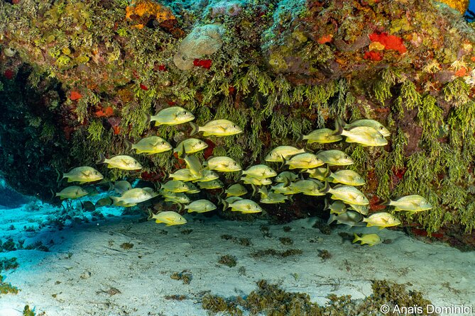 Discover Scuba Diving at Cozumel Marine Park - Who This Is Best For (and Who Should Double-Check First)