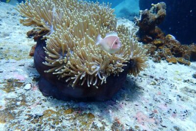 Discover Scuba Diving at Phu Quoc Island - What Happens From 7:30am to Your First Underwater Session