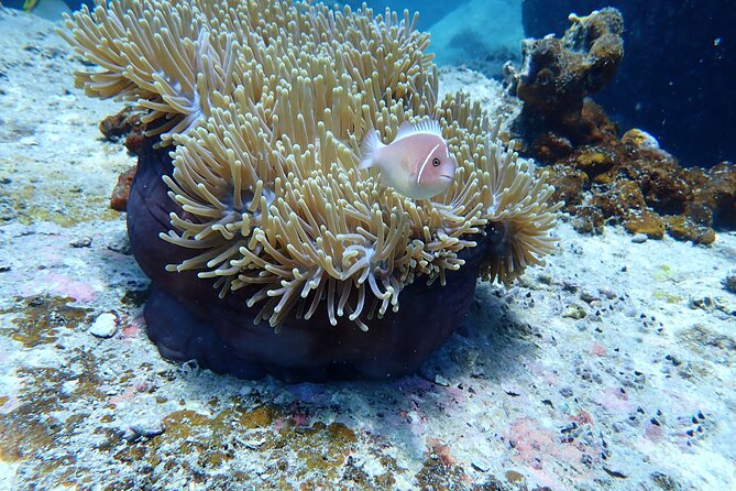 Discover Scuba Diving at Phu Quoc Island - What Happens From 7:30am to Your First Underwater Session