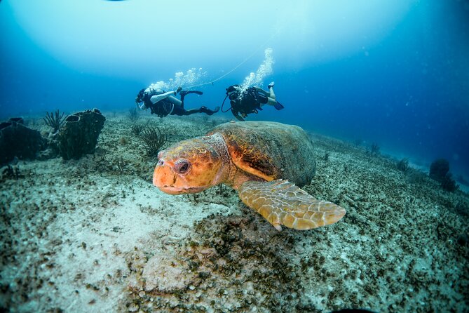 Discover Scuba Diving & Beach Club with Transportation In Riviera Maya - My Booking Advice: How to Make It Go Smoothly