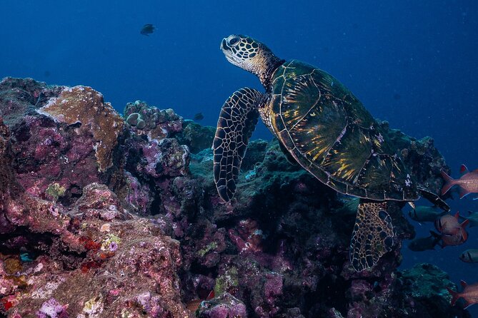 Discover Scuba Diving Class from Lahaina - Gear Carry, Rocky Entry, and Why Fitness Matters