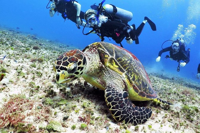 Discover Scuba Diving Course in Playa del Carmen with Two Coral Reef Dives - Price and value: what $169 really covers