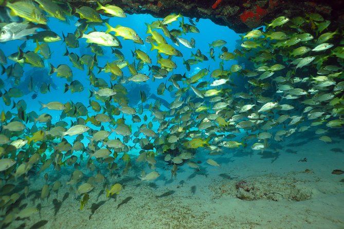 Discover Scuba Diving Course in Playa del Carmen with Two Coral Reef Dives - Timing and logistics: a full day, with clear blocks