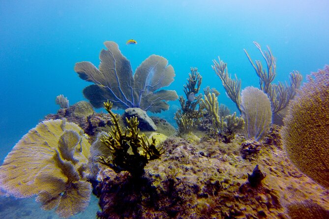 Discover Scuba Diving - DSD - DSD in Punta Cana: what this 4-hour intro really teaches