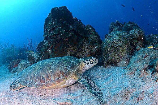 Discover Scuba Diving Experience - Safety briefing and gear fit: the part that makes you feel confident