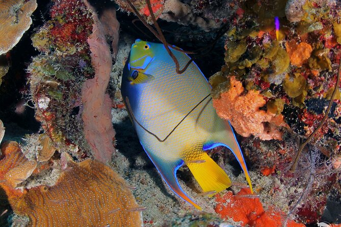 Discover Scuba Diving Experience - Turtles, marine life, and what to focus on while learning