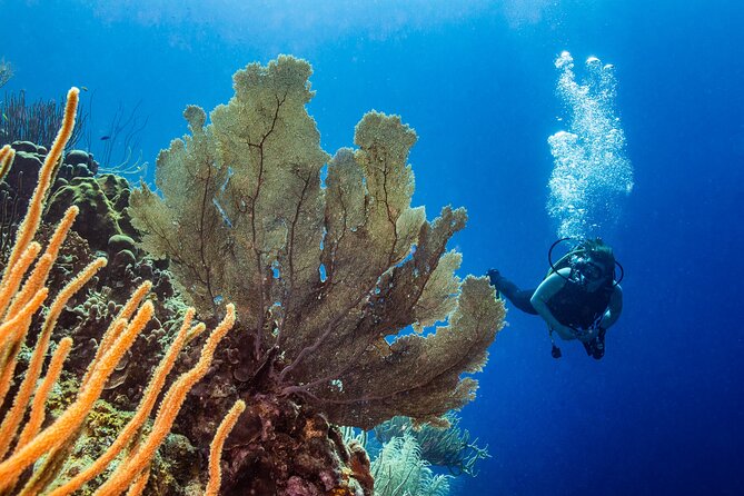 Discover Scuba Diving Experience - Photo and video expectations: what’s included, what’s not