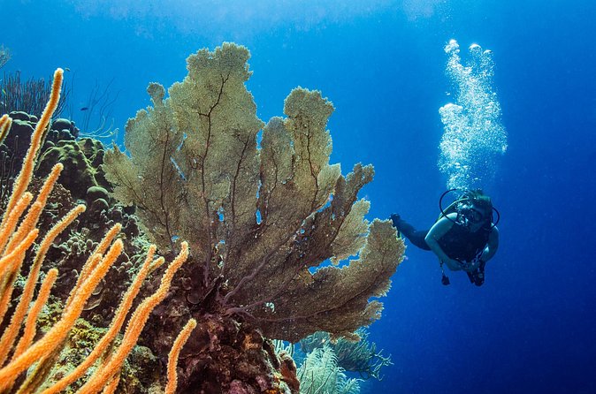 Discover Scuba Diving Experience - Price and value: is $106 per person fair for what you get?