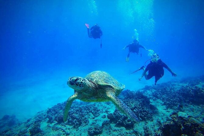 DISCOVER Scuba Diving Experience in Honolulu - Key highlights worth knowing before you go