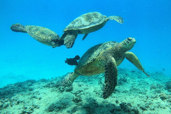 DISCOVER Scuba Diving Experience in Honolulu - First-Time Scuba in Honolulu: What Makes This Intro Course Different