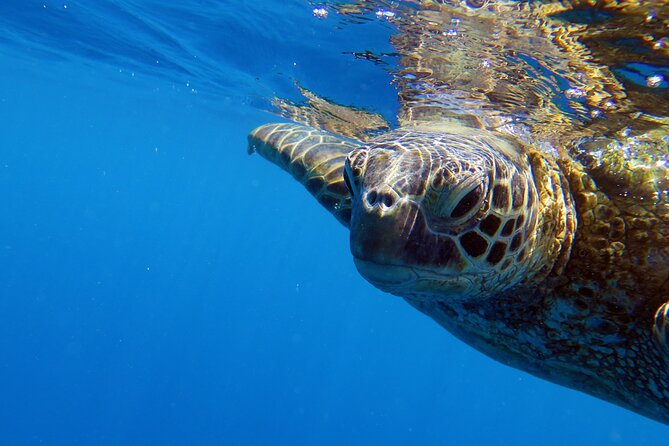 DISCOVER Scuba Diving Experience in Honolulu - The 3-Hour Rhythm: Check-In, Gear Rental, and Underwater Skills