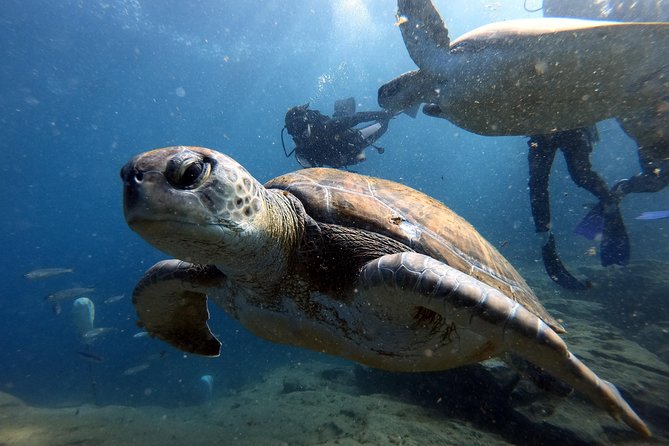 Discover Scuba Diving Experience in Turtle Habitat - Private briefing with a PADI Instructor (and what you’ll actually get)