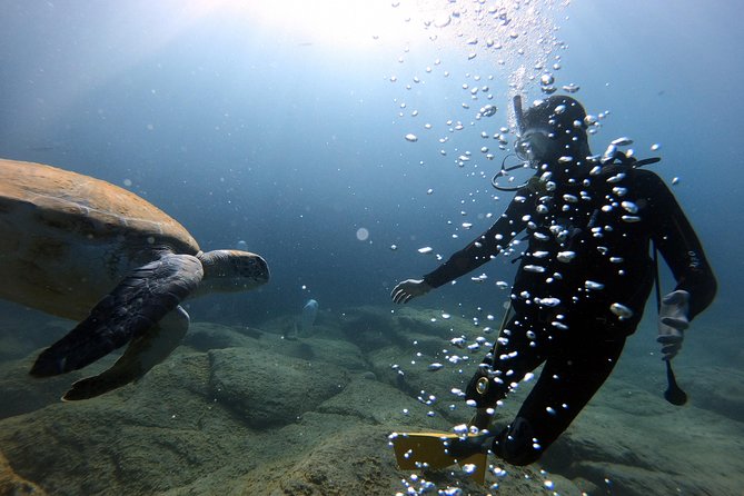 Discover Scuba Diving Experience in Turtle Habitat - What’s included vs. what you’ll need to bring