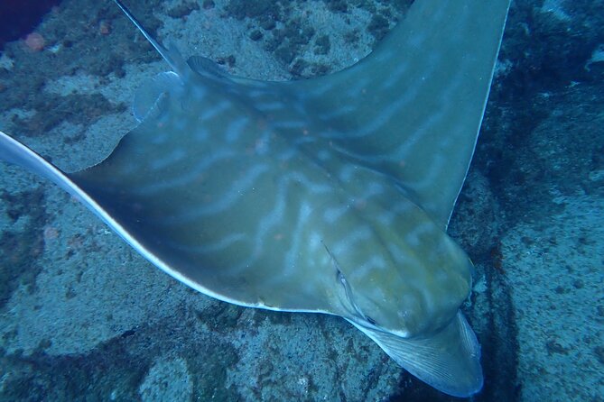 Discover Scuba Diving . First Experience underwater - Playa de las Vistas: why this shore setup works for your first session