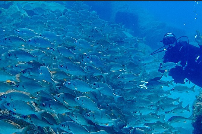 Discover Scuba Diving . First Experience underwater - What you might see: fish and marine life at an early level