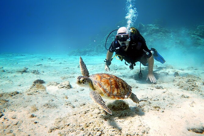 Discover Scuba Diving for Beginners - The Green Bay Underwater Session: What You’ll See (and Why It’s Beginner-Friendly)