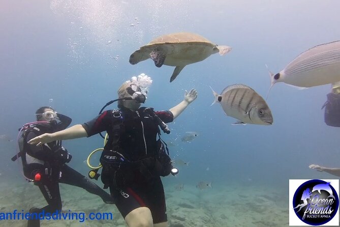 Discover Scuba Diving, free pictures included - Weather and timing: Tenerife’s ocean depends on the day