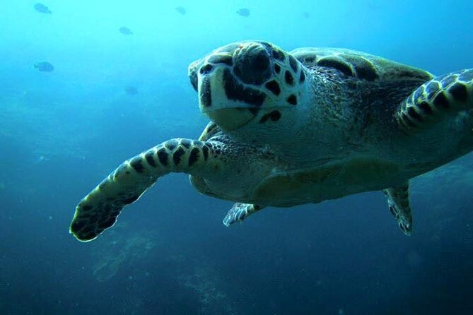 Discover Scuba Diving from a Fishing Village - Why Qantab Beach Makes This Feel More Local