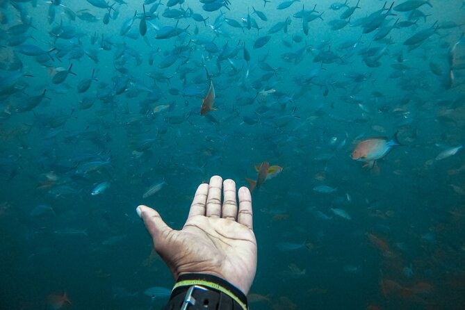 Discover SCUBA Diving in Beautiful Unawatuna Bay - Price and value: is $65 worth it in Unawatuna?