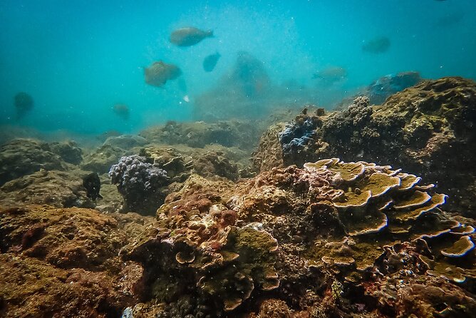 Discover SCUBA Diving in Beautiful Unawatuna Bay - Meeting Sun Diving SriLanka in Unawatuna: where to go and when it starts