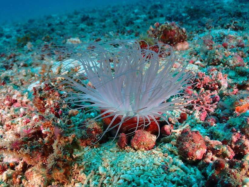 Discover Scuba Diving in Boracay - What’s included (and why the included gear matters)