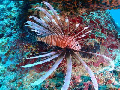 Discover Scuba Diving in Boracay - The 2-hour structure: what the program actually feels like