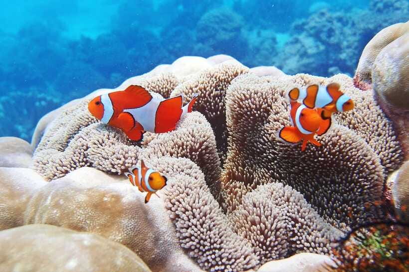 Discover Scuba Diving in Boracay - Gear comfort: wetsuit, mask fit, and the small details that prevent big problems