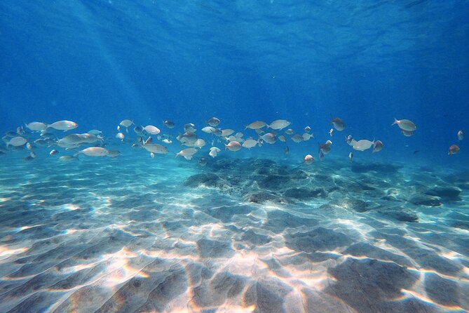 Discover Scuba Diving in Costa Calma - Key highlights I’d bet on in Costa Calma
