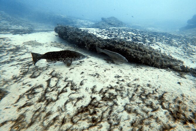 Discover Scuba Diving in Costa Calma - Gear setup and thick wet suits: comfort is part of safety