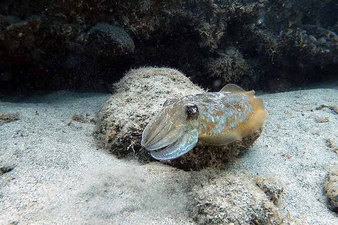 Discover Scuba Diving in Costa Calma - Price and value: what $102.80 is paying for