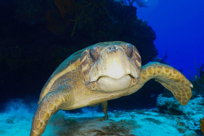 Discover Scuba Diving in Cozumel - First-Time Scuba in Cozumel: What You’ll Actually Do