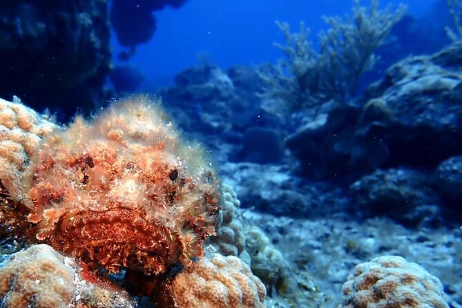 Discover Scuba Diving in Cozumel - Your One Underwater Session Up to 20 Feet