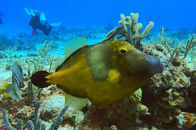 Discover Scuba Diving in Cozumel - Who This Experience Fits Best