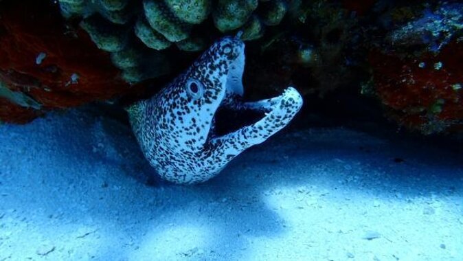 Discover Scuba Diving in Cozumel Paradise Reef - Key points before you go