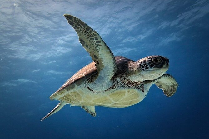 Discover Scuba Diving in Cozumel Paradise Reef - The boat break between tanks (about 30 minutes): recharge and reset