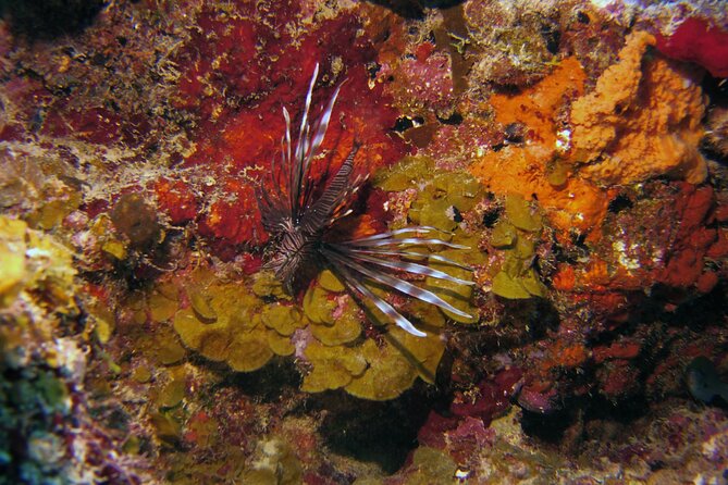 Discover Scuba Diving in Curacao - Gear That Fits (BCD, Regulator, Wetsuit, Fins, Mask, Tank, Weights)