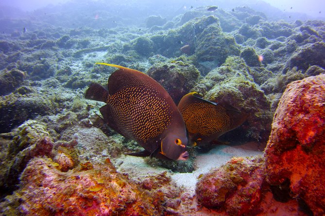 Discover Scuba Diving in Curacao - Medical Health Declaration: Safety Step That You Actually Should Appreciate