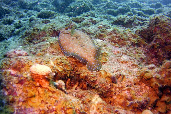 Discover Scuba Diving in Curacao - The Tugboat Site: What You’re Likely to See
