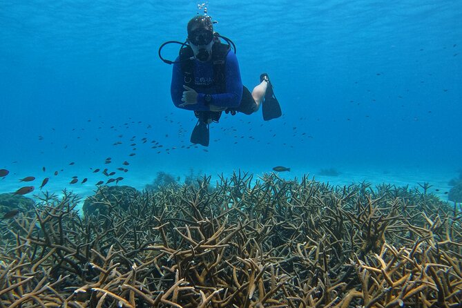 Discover Scuba Diving in Diver's Paradise! - Weather, timing, and who this fits best